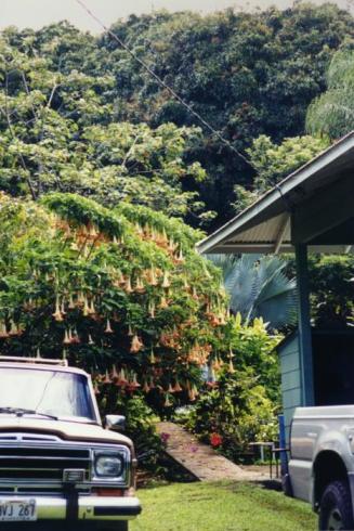 koffie plantage